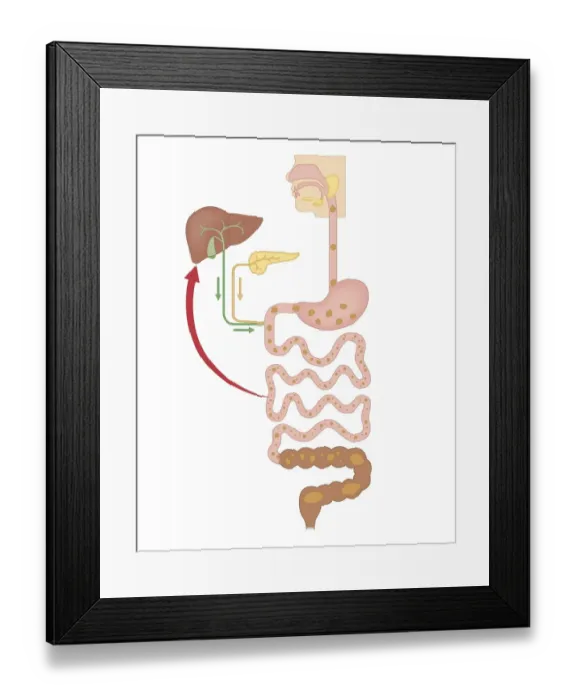 Framed Print : Cross section biomedical illustration of chemical breakdown in the digestive system Framed Print : Cross section biomedical illustration of chemical breakdown in the digestive system