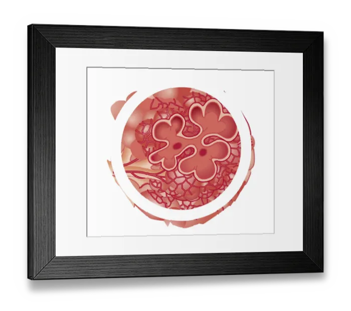 Framed Print : Cross section biomedical illustration of alveolus Framed Print : Cross section biomedical illustration of alveolus
