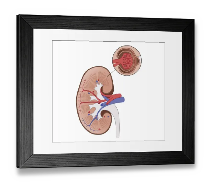 Framed Print : Cross section biomedical illustration of human kidney with inset of renal medulla