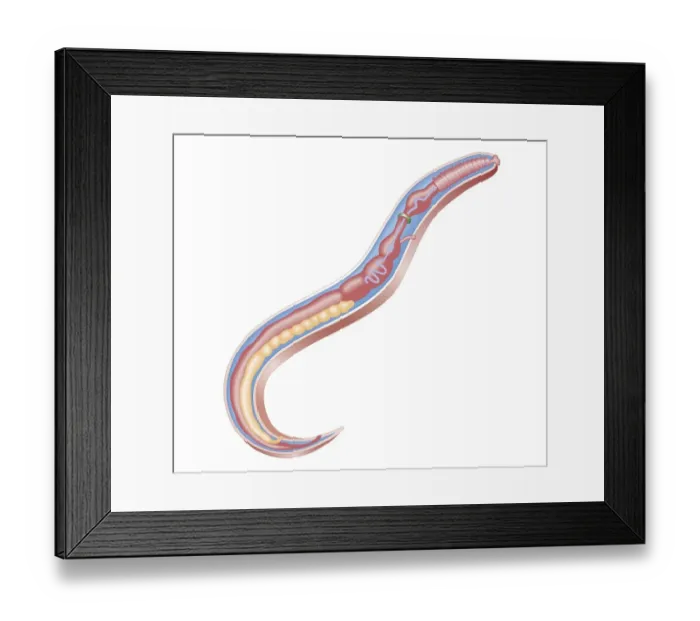 Framed Print : Cross section biomedical illustration of anatomy of a Roundworm (Nematodes) Framed Print : Cross section biomedical illustration of anatomy of a Roundworm (Nematodes)
