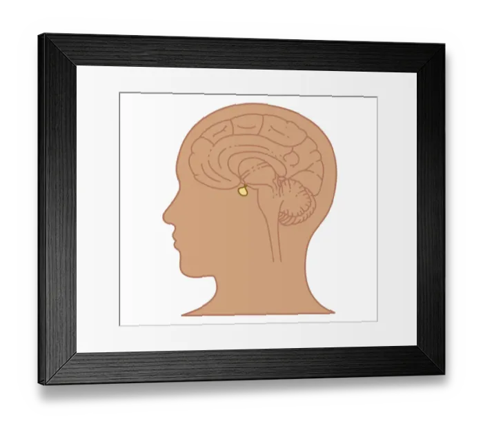 Framed Print : Cross section biomedical illustration of position of pituitary gland in brain Framed Print : Cross section biomedical illustration of position of pituitary gland in brain