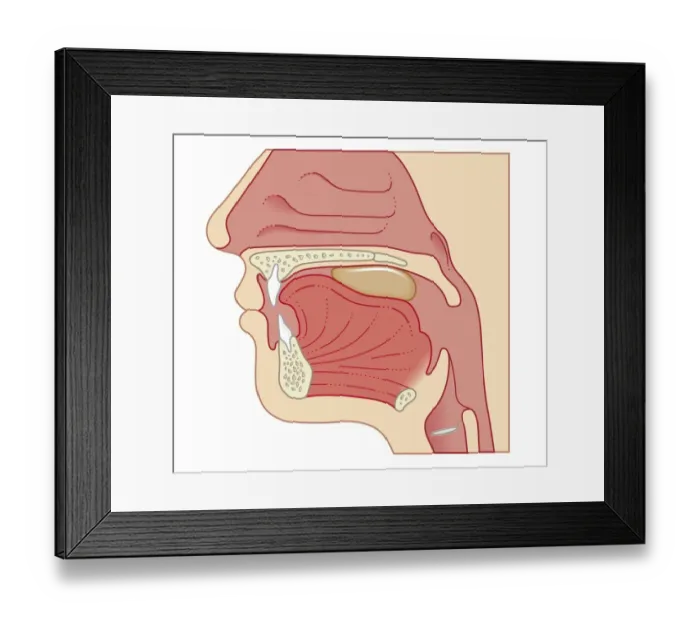 Framed Print : Cross section biomedical illustration of position of soft palate and epiglottis during swallowing Framed Print : Cross section biomedical illustration of position of soft palate and epiglottis during swallowing