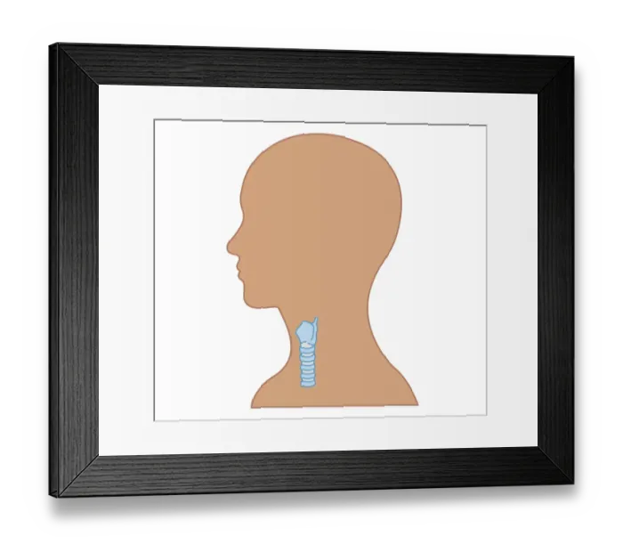 Framed Print : Cross section biomedical illustration of location of larynx and part of the trachea Framed Print : Cross section biomedical illustration of location of larynx and part of the trachea