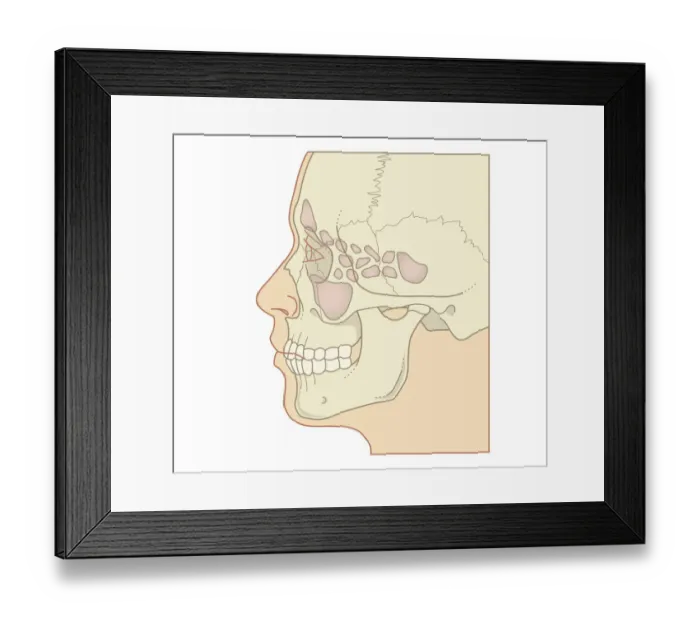 Framed Print : Cross section biomedical illustration of position of sinuses, profile Framed Print : Cross section biomedical illustration of position of sinuses, profile