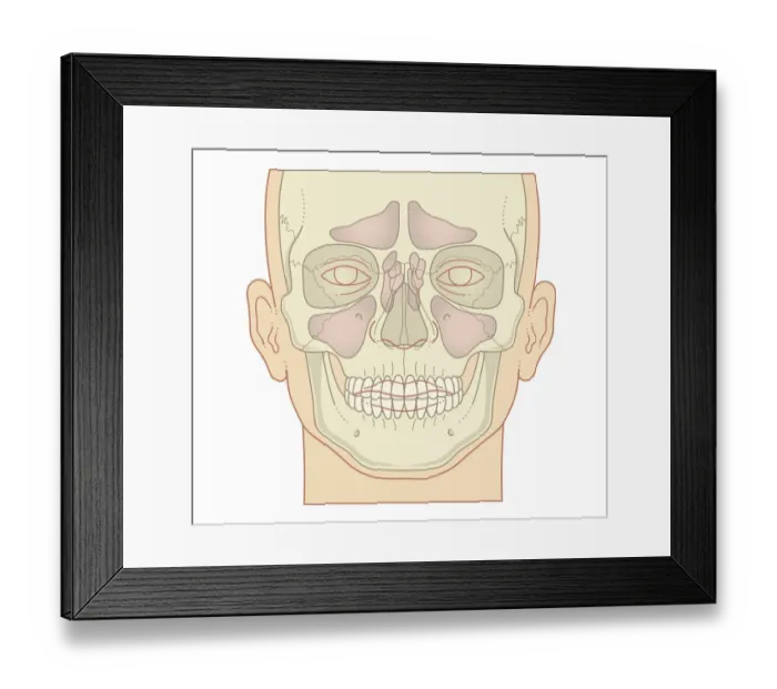 Framed Print : Cross section biomedical illustration of position of sinuses, front view Framed Print : Cross section biomedical illustration of position of sinuses, front view