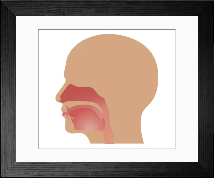 Framed Print : Cross section biomedical illustration of location of taste buds Framed Print : Cross section biomedical illustration of location of taste buds