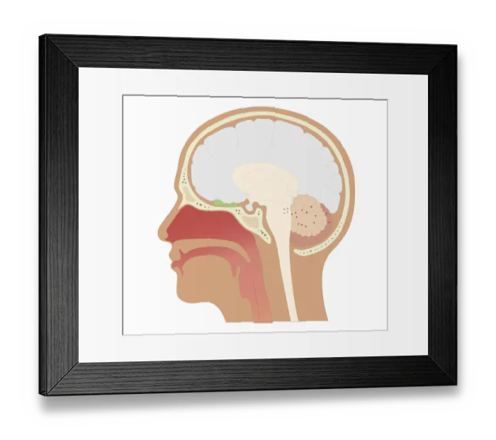 Framed Print : Cross section biomedical illustration of location of olfactory bulb and receptors in head Framed Print : Cross section biomedical illustration of location of olfactory bulb and receptors in head