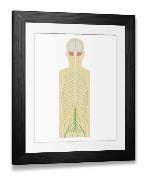 Framed Print : Cross section biomedical illustration of spinal nerves Framed Print : Cross section biomedical illustration of spinal nerves