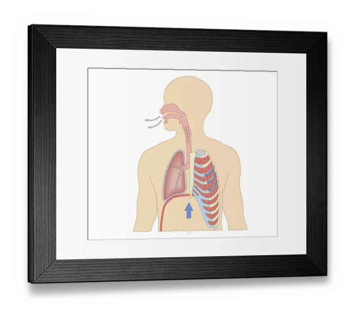 Framed Print : Cross section biomedical illustration of the process of exhaling breath