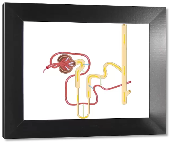 Cross section biomedical illustration of urine formation by nephron, and excretion