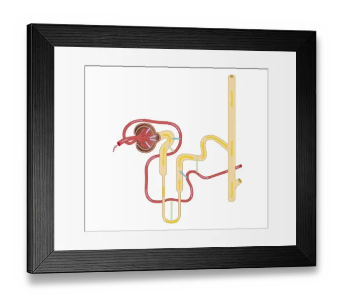 Framed Print : Cross section biomedical illustration of urine formation by nephron, and excretion Framed Print : Cross section biomedical illustration of urine formation by nephron, and excretion