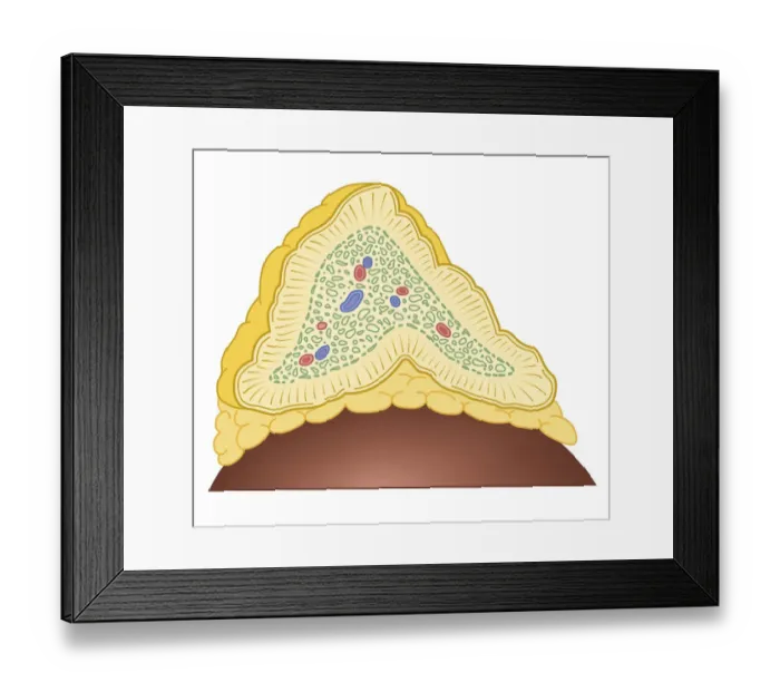 Framed Print : Cross section biomedical illustration of adrenal gland on top of kidney Framed Print : Cross section biomedical illustration of adrenal gland on top of kidney