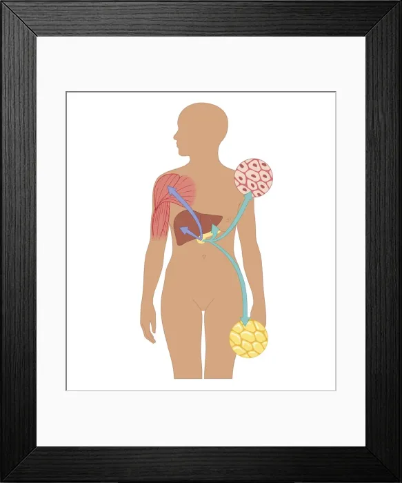 Framed Print : Cross section biomedical illustration of liver, pancreas, and muscle in adult female with insets of pancreatic cells producing insulin and glucagon Framed Print : Cross section biomedical illustration of liver, pancreas, and muscle in adult female with insets of pancreatic cells producing insulin and glucagon