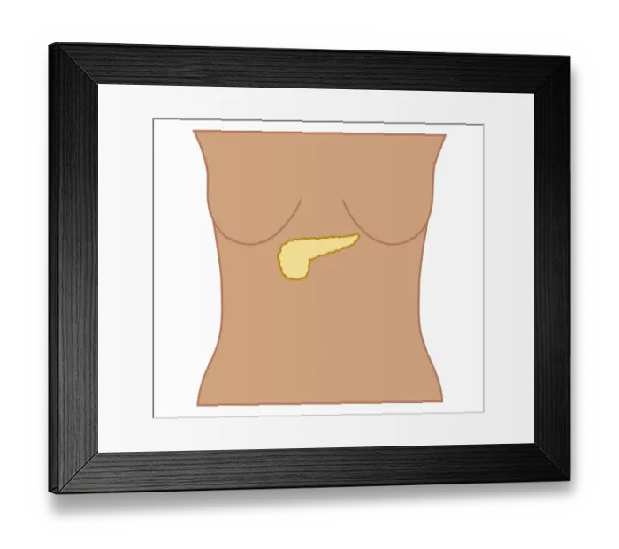 Framed Print : Cross section biomedical illustration of position of pancreas in woman Framed Print : Cross section biomedical illustration of position of pancreas in woman