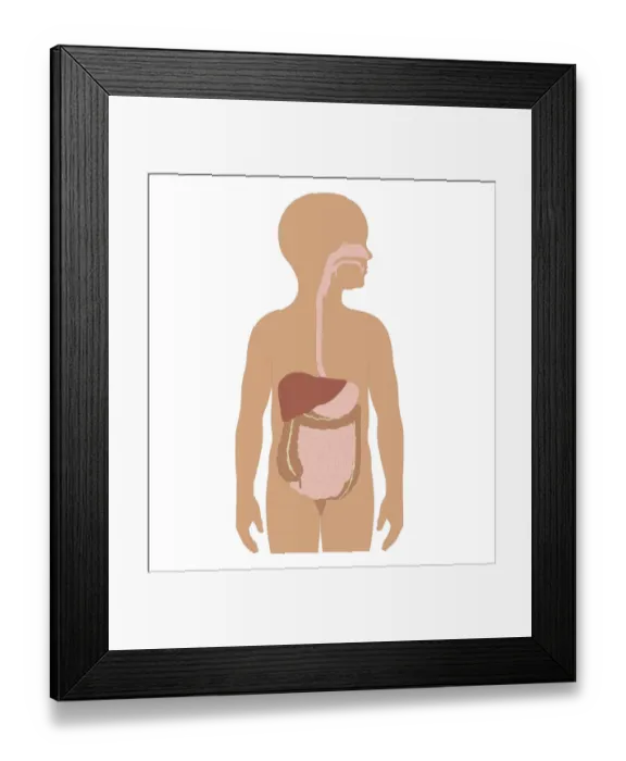 Framed Print : Cross section biomedical illustration of digestive system in girl Framed Print : Cross section biomedical illustration of digestive system in girl