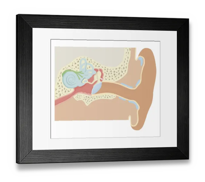 Framed Print : Cross section biomedical illustration of human ear