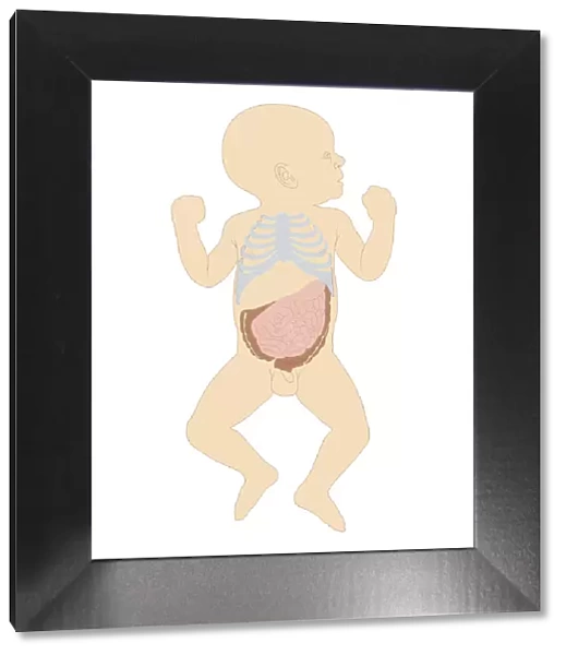 Cross section biomedical illustration of newborn baby boy showing rib cage and intestines