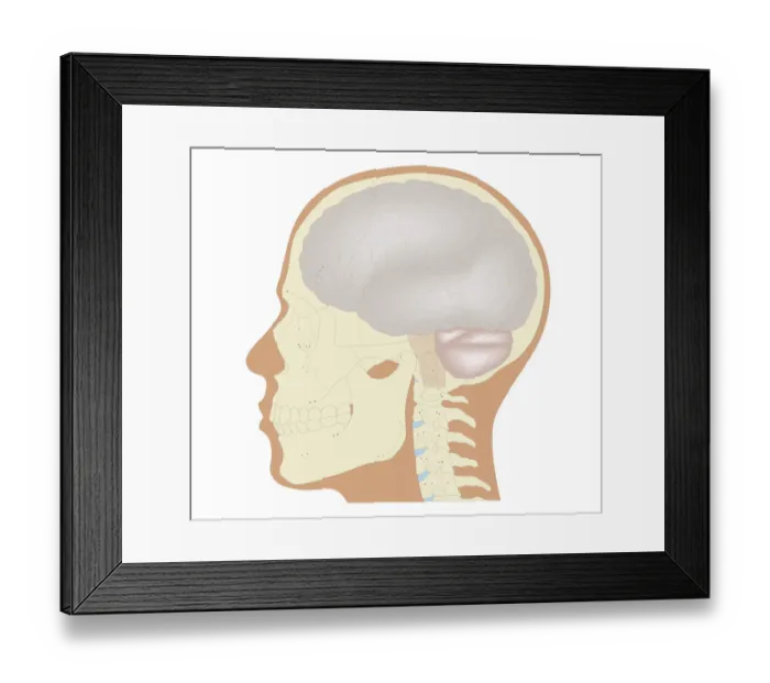 Framed Print : Cross section biomedical illustration of the brain and skull at 18 years of age Framed Print : Cross section biomedical illustration of the brain and skull at 18 years of age