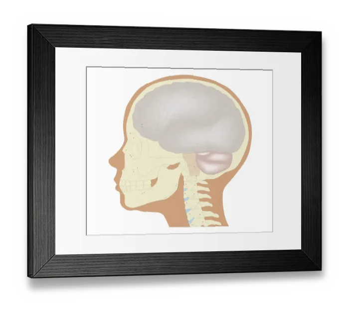 Framed Print : Cross section biomedical illustration of the brain and skull at 6 years of age Framed Print : Cross section biomedical illustration of the brain and skull at 6 years of age