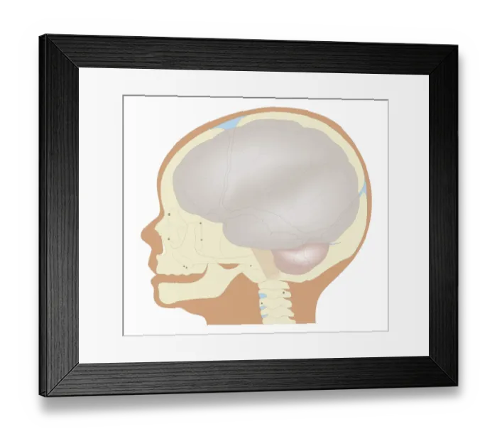 Framed Print : Cross section biomedical illustration of the brain and skull at birth Framed Print : Cross section biomedical illustration of the brain and skull at birth