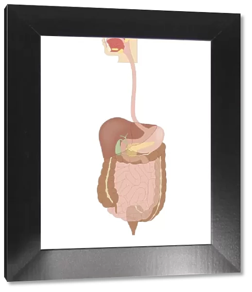 Cross section biomedical illustration of human digestive system connected to esophagus