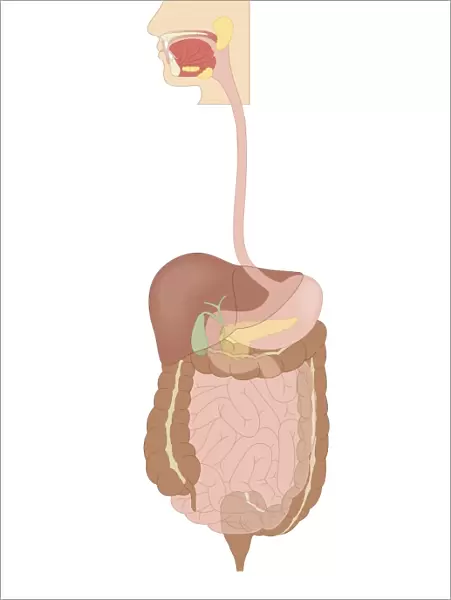 Cross section biomedical illustration of human digestive system connected to esophagus