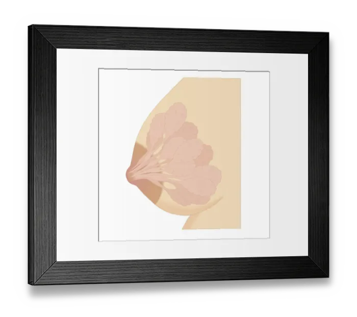 Framed Print : Cross section biomedical illustration of Lactiferous due in human mammary gland