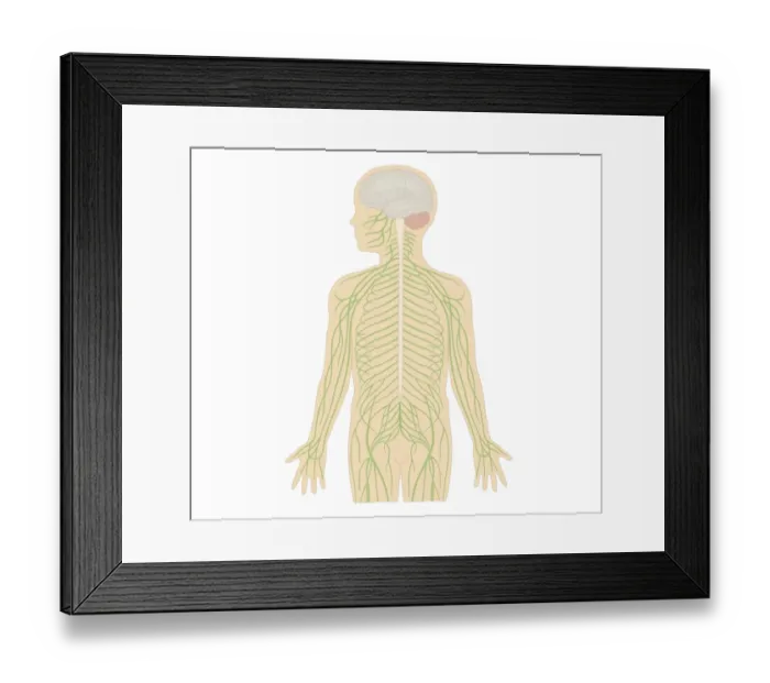 Framed Print : Cross section biomedical illustration of human nervous system in female child Framed Print : Cross section biomedical illustration of human nervous system in female child