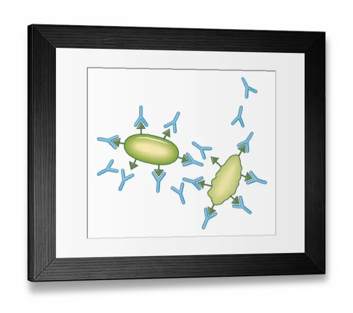 Framed Print : Cross section biomedical illustration of active immunisation where the immune system recognises an organism, rapidly produce antibodies to destroy it Framed Print : Cross section biomedical illustration of active immunisation where the immune system recognises an organism, rapidly produce antibodies to destroy it