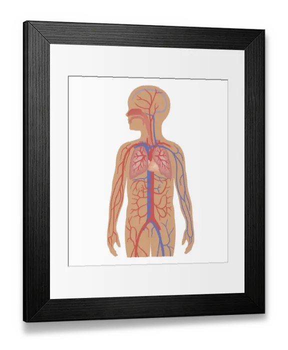 Framed Print : Cross section biomedical illustration of cardiovascular system and respiratory system in child