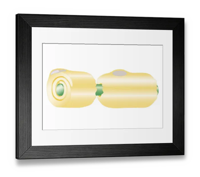 Framed Print : Cross section biomedical illustration of nerve development with axon wrapped in sections of myelin separated by Node of Ranvier Framed Print : Cross section biomedical illustration of nerve development with axon wrapped in sections of myelin separated by Node of Ranvier