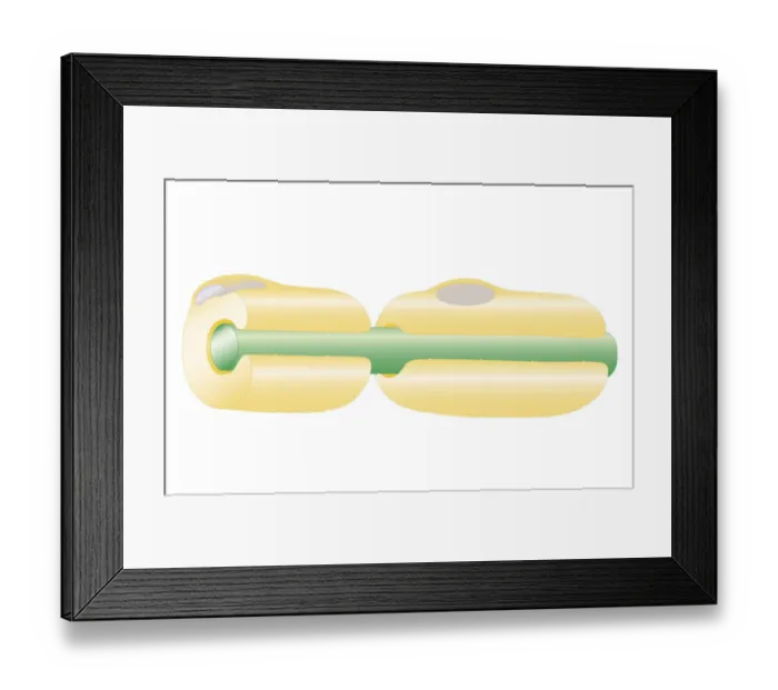 Framed Print : Cross section biomedical illustration of nerves development with myelin winding around axons to form protective and insulating sheath Framed Print : Cross section biomedical illustration of nerves development with myelin winding around axons to form protective and insulating sheath