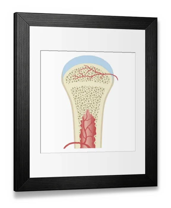 Framed Print : Cross section biomedical illustration of fully developed long bone in adult Framed Print : Cross section biomedical illustration of fully developed long bone in adult