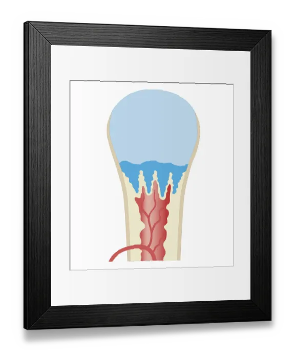 Framed Print : Cross section biomedical illustration of long bone of newborn baby