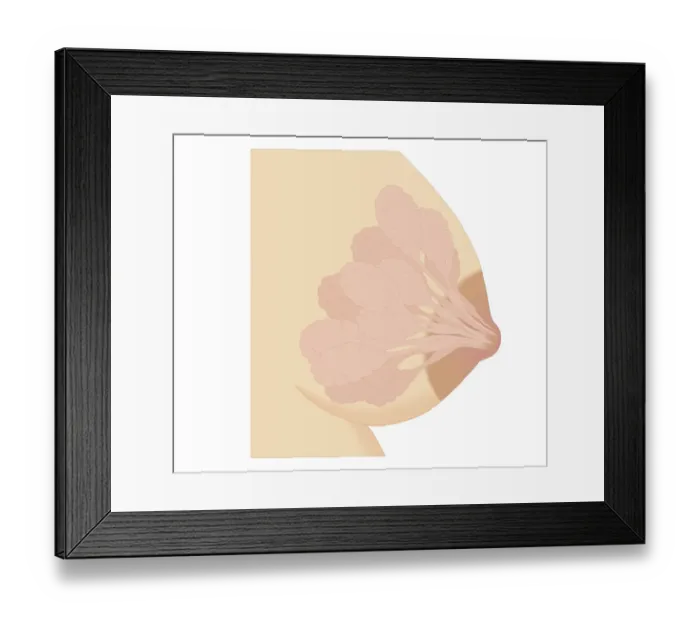 Framed Print : Cross section biomedical illustration of changes in breast during pregnancy Framed Print : Cross section biomedical illustration of changes in breast during pregnancy