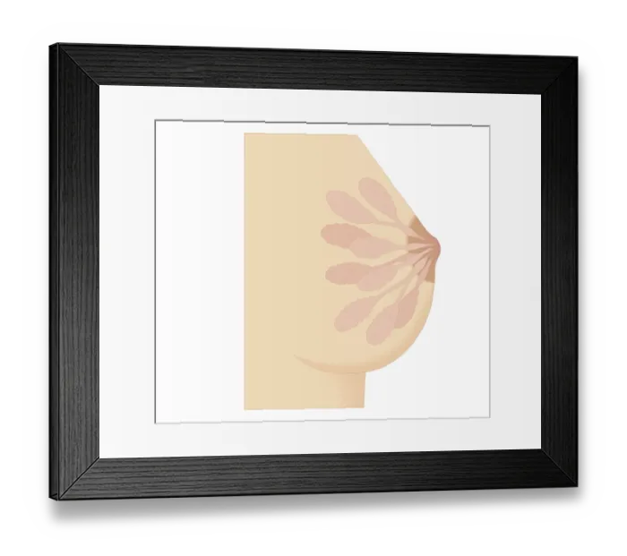 Framed Print : Cross section biomedical illustration of Lactiferous duct in human mammary gland before pregnancy