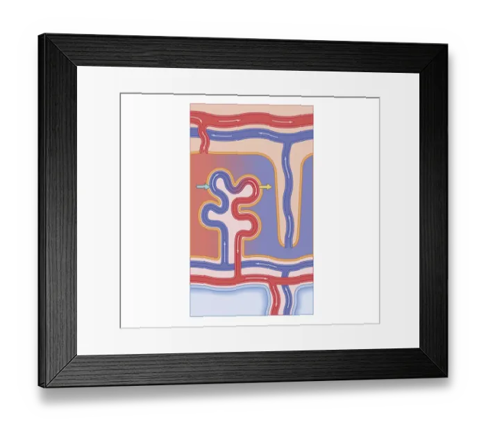 Framed Print : Cross section biomedical illustration of blood vessels of placenta Framed Print : Cross section biomedical illustration of blood vessels of placenta
