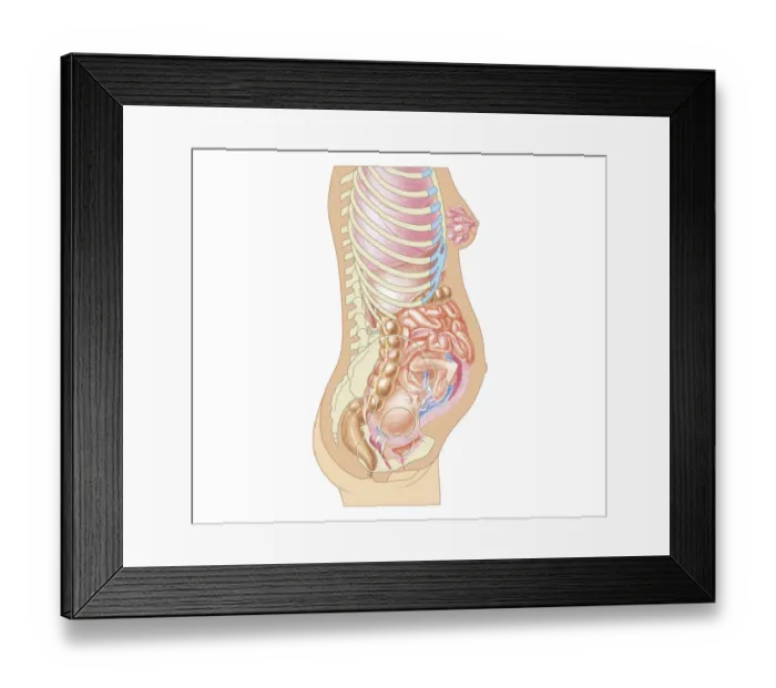 Framed Print : Cross section biomedical illustration of position of foetus at 24 weeks Framed Print : Cross section biomedical illustration of position of foetus at 24 weeks