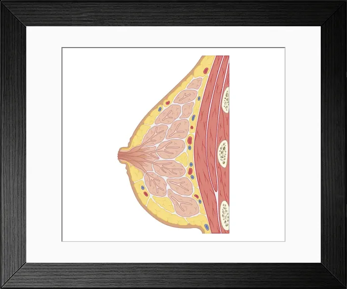 Framed Print : Cross section biomedical illustration of structure of human breast Framed Print : Cross section biomedical illustration of structure of human breast