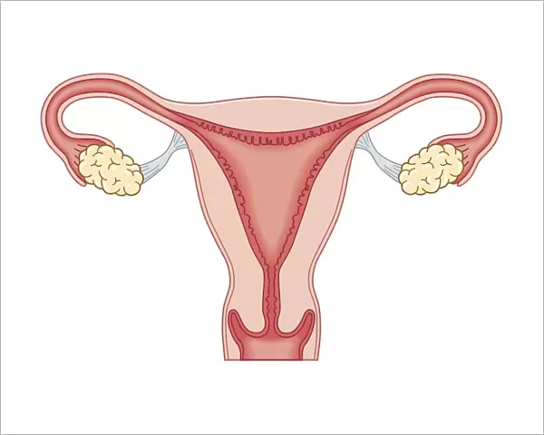 Cross section biomedical illustration of female reproductive system