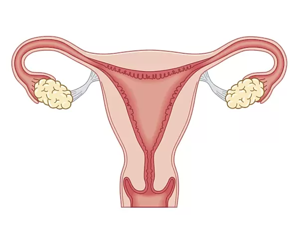 Cross section biomedical illustration of female reproductive system