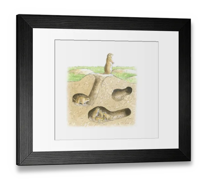 Framed Print : Cross section illustration of Prairie Dog burrow with tunnels and family in chamber and adult sitting near entrance Framed Print : Cross section illustration of Prairie Dog burrow with tunnels and family in chamber and adult sitting near entrance