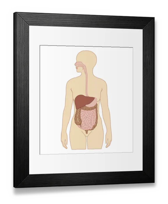 Framed Print : Cross section biomedical illustration of digestive system in adult woman Framed Print : Cross section biomedical illustration of digestive system in adult woman