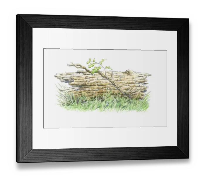 Framed Print : Illustration of fallen oak tree trunk with shoot growing from branch Framed Print : Illustration of fallen oak tree trunk with shoot growing from branch