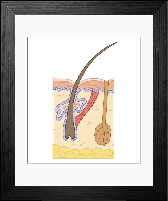 Framed Print : Cross section biomedical illustration of structure of skin Framed Print : Cross section biomedical illustration of structure of skin