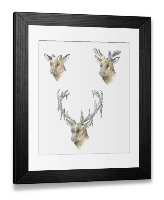 Framed Print : Illustration of deer antler development through the seasons and shedding of velvet in late July