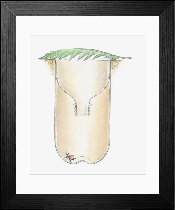 Framed Print : Cross section illustration of underground insect trap made from plastic bottle with leaf on top and beetle at the bottom Framed Print : Cross section illustration of underground insect trap made from plastic bottle with leaf on top and beetle at the bottom
