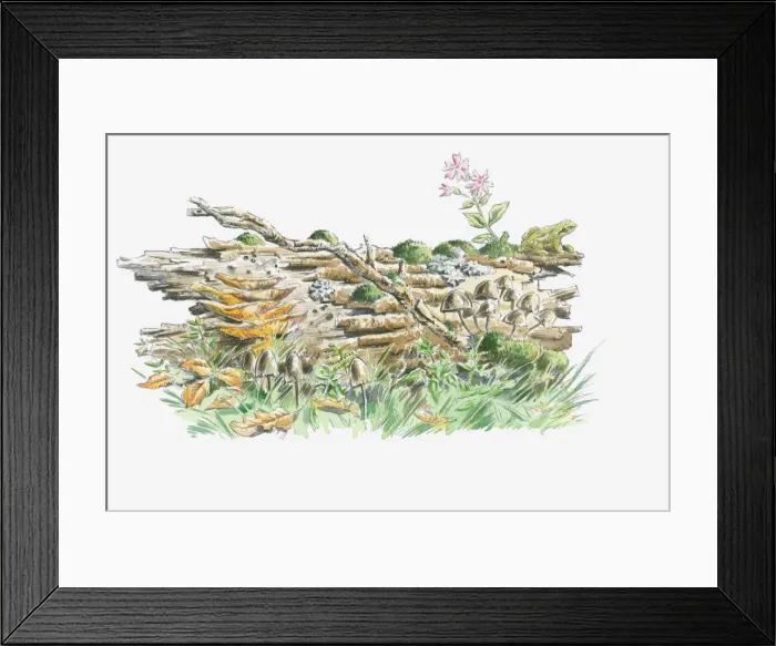 Framed Print : Illustration of log one year from falling with moss, lichen, fungi and plants and frog, larvae and insects thriving on decay Framed Print : Illustration of log one year from falling with moss, lichen, fungi and plants and frog, larvae and insects thriving on decay