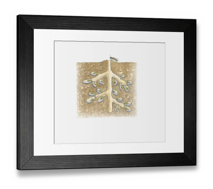 Framed Print : Cross section illustration of Mining Bee (Andrena) burrow with adult at entrance and eggs in chambers below Framed Print : Cross section illustration of Mining Bee (Andrena) burrow with adult at entrance and eggs in chambers below