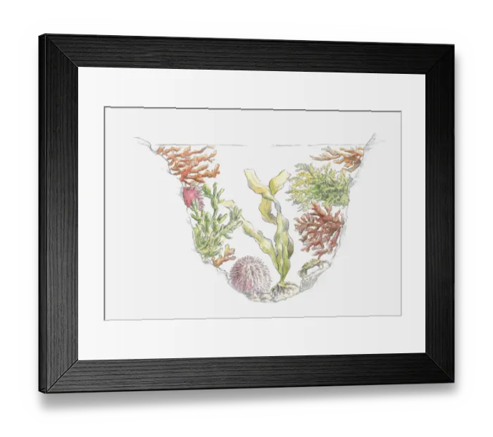 Framed Print : Cross section illustration of seaweed and sea urchins in rock pool